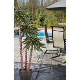 Potted Palm Tree