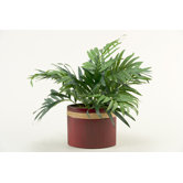 Parlor Palm in Oval Ceramic Planter