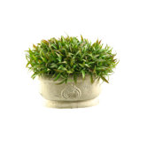Wild Grass in Oblong Ceramic