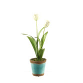 Tulips with Foliage in Round Ceramic Planter