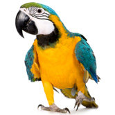 Bird Supplies
