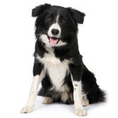 Dog Supplies