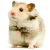 Small Pet Supplies