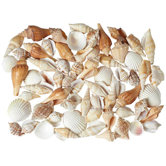 PCL Seashell