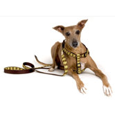 Jester Dog Harness