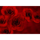 Flower Arc Canvas