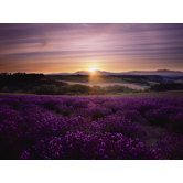 Lavendar Sunset Canvas