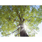 Through The Trees Canvas