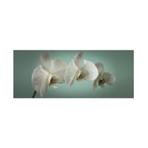 Teal Orchid Canvas