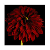 Black and Red Dahlia Canvas