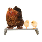 Portable Roosting Bar
