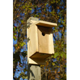Eastern Blue Bird Bird House