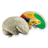Cross-section Human Brain Model