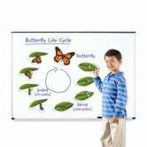Giant Magnetic Butterfly Life Cycle