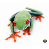 CleanScreen Cloth - Tree Frog