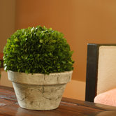Preserved Boxwoods Large Preserved Greens Ball Pot