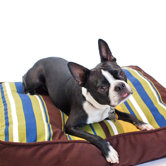 I Walk The Line Dog Duvet