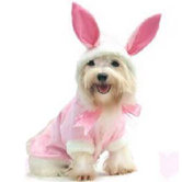 Bunny Dog Costume