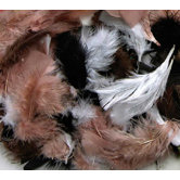 Assorted Quill Feathers Natural Color