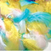 Feathers Spring Colors