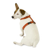 Cozy Hemp Adjustable Dog Harness