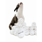 Orbee Tuff Snowball Dog Toy