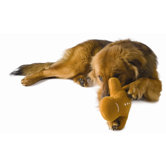 Squeaky Gingerbread Buddy Dog Toy