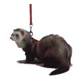 Harness And Lead Set