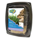 Kitty Cat Family Grass