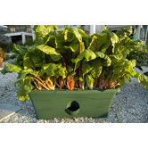 Grow Rectangular Box Planter
