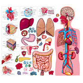 The Human Body & Anatomy