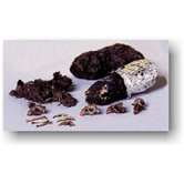 Barn Owl Pellet 15 Pack