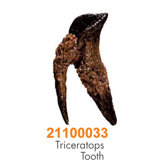 Dino Museum Triceratops Tooth