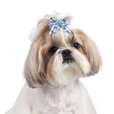 Becky Dog Bows (Pack of 100)