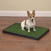 Indoor Dog Potty 20" x 30" Q