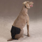 Male Pet Pup Pants in Black