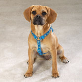 Seaside Ribbon Dog Harness