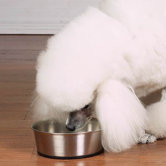 Pet Bowl with Rubber Base