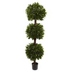Sweet Bay Triple Ball Topiary Plant in Green
