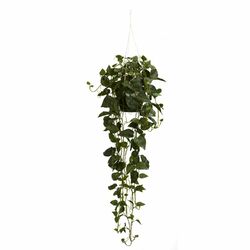 Philodendron Hanging Silk Plant