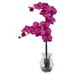 Phalaenopsis Orchid in Pink