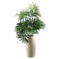 Parlor Palm in Green