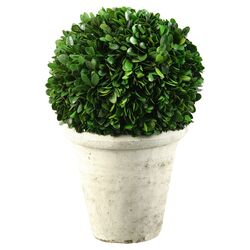 Preserved Boxwood Ball Topiary in Green