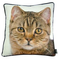 British Cat Pillow