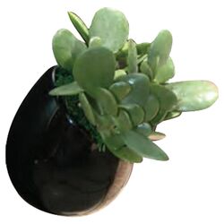 Round Wall Planter in Black