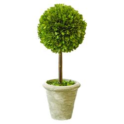 Boxwood Single Topiary in Clay (Set of 2)