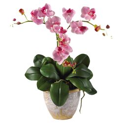 Triple Phalaenopsis Orchid Plant in Lavender