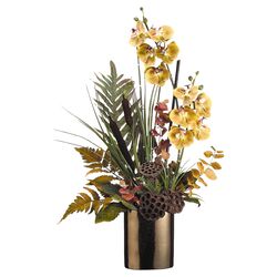 Fern & Phalaenopsis Plant in Natural