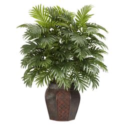 Areca Palm Plant in Green & Brown