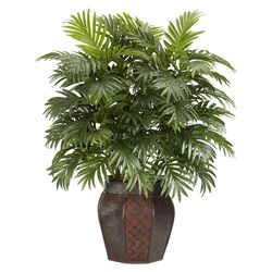 Areca Palm Plant